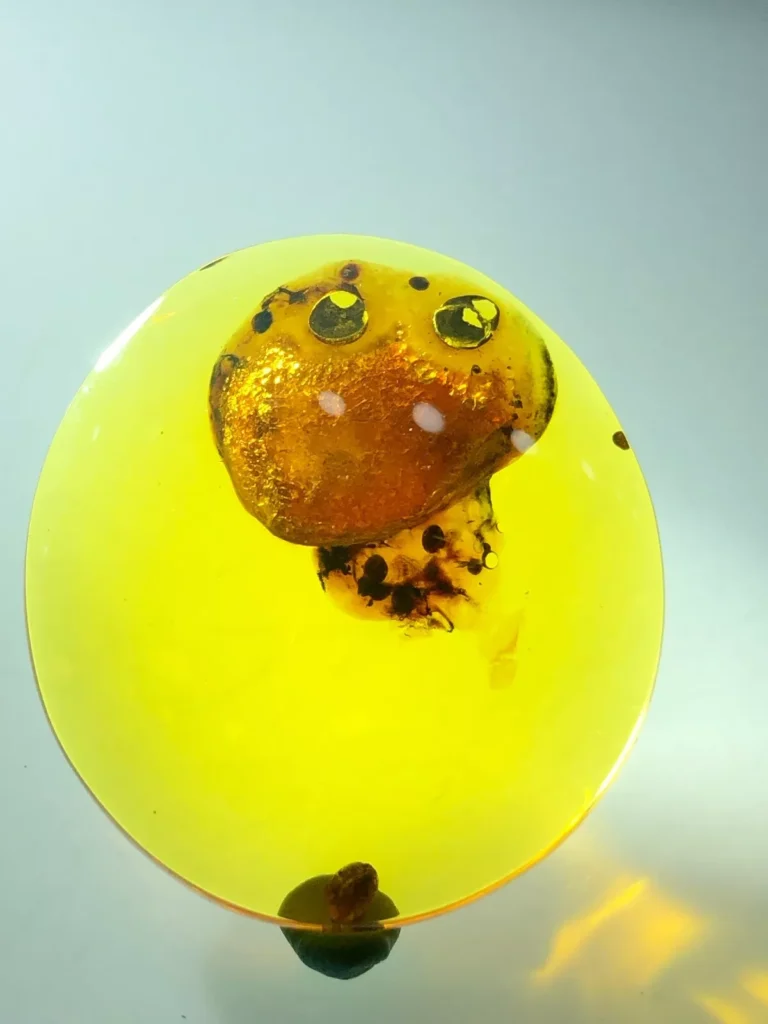 Beautiful jellyfish the most expensive fossil Amber Burmese Museum Quality